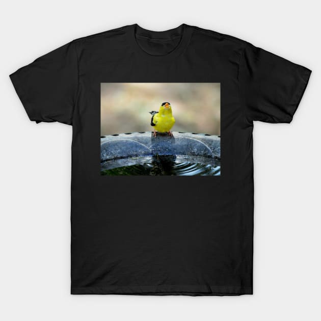 thirsty goldfinch... T-Shirt by LaurieMinor